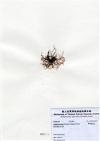 藏品(匍枝凝花菜)的圖片